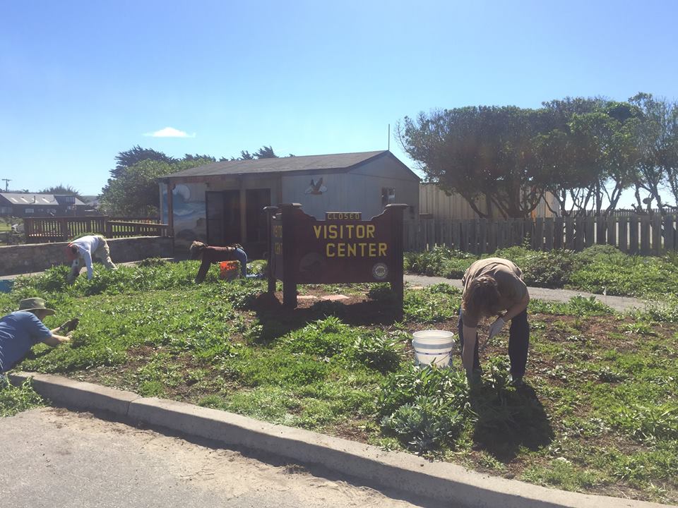 Native Plant Nursery Half Moon Bay Volunteers Coastside State Parks Association